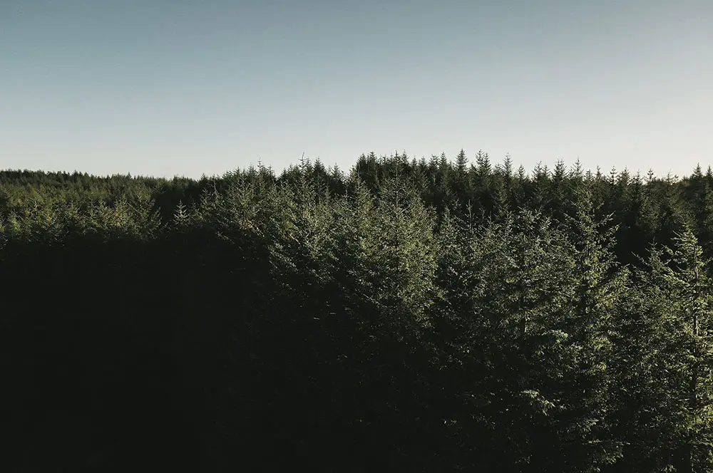 landscape photo of forest